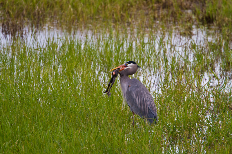 Great Blue Heron Eating Frog